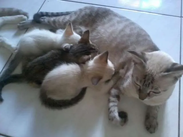 Gato raça indefinida idade 2 a 6 meses nome sem nome