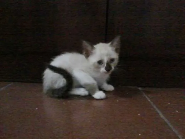 Gato raça indefinida idade 2 a 6 meses nome sem nome