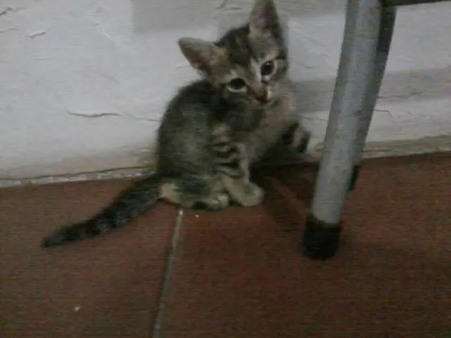 Gato raça indefinida idade 2 a 6 meses nome sem nome