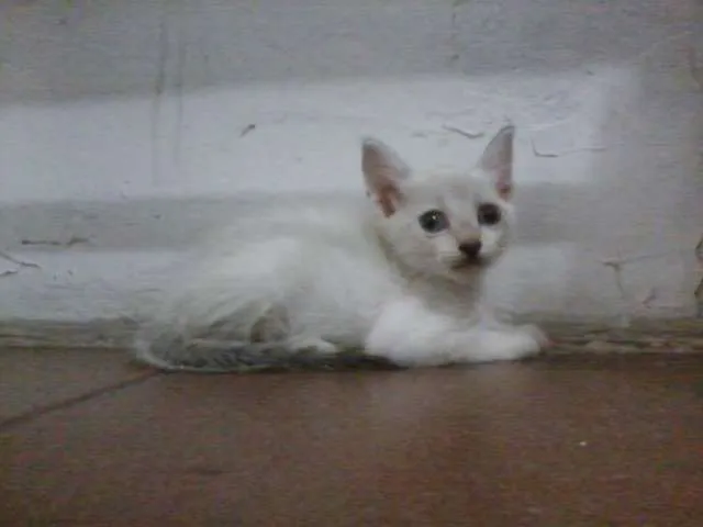 Gato raça indefinida idade 2 a 6 meses nome sem nome