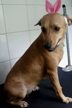 Cachorro raça SRD idade 2 anos nome alice