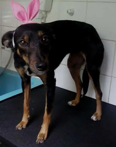 Cachorro raça SRD idade 1 ano nome GigI