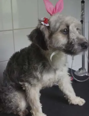 Cachorro raça Poodle idade 1 ano nome nina