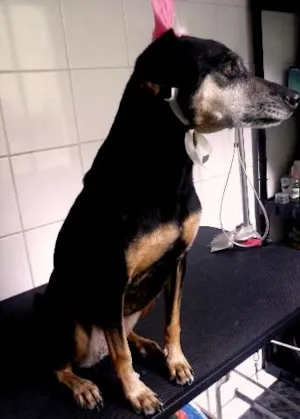 Cachorro raça SRD idade 4 anos nome vida