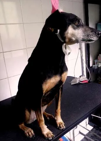 Cachorro ra a SRD idade 4 anos nome vida