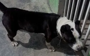 Cachorro raça Pit-Bull idade 6 ou mais anos nome dara