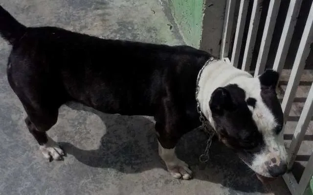 Cachorro ra a Pit-Bull idade 6 ou mais anos nome dara