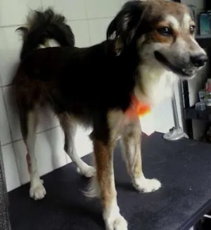 Cachorro raça SRD idade 1 ano nome bob
