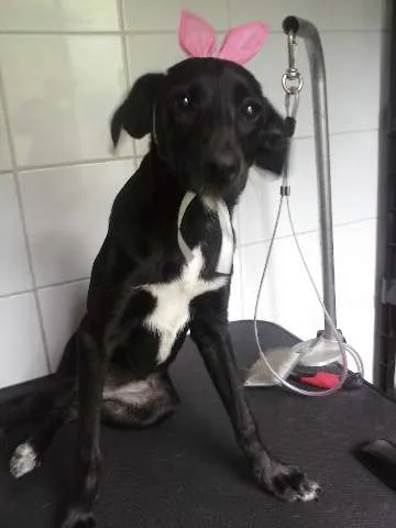 Cachorro ra a SRD idade 2 a 6 meses nome lila