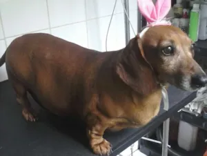 Cachorro raça Basset-Cofap idade 6 ou mais anos nome wope