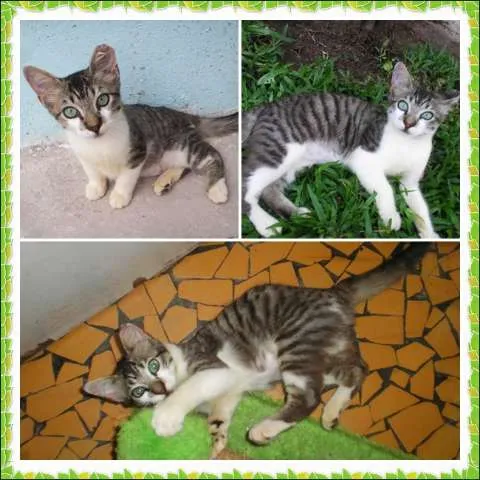 Gato ra a SRD idade 2 a 6 meses nome Pelúcia