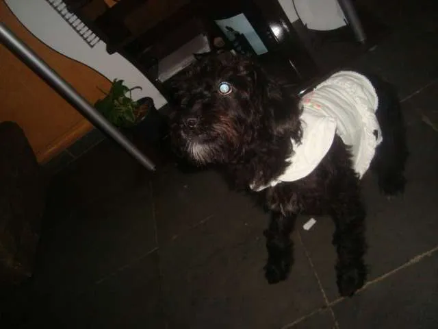 Cachorro ra a Poodle idade 2 anos nome Lully