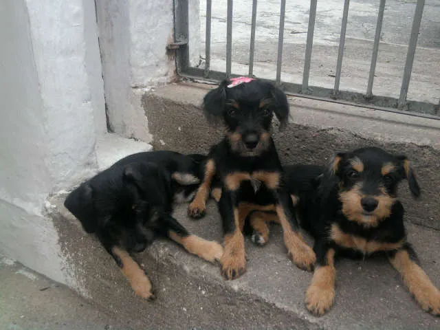 Cachorro ra a viralata idade 2 a 6 meses nome sem nome