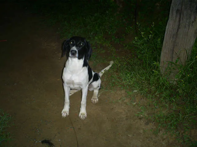Cachorro ra a SRD idade 7 a 11 meses nome Bia