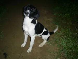 Cachorro raça SRD idade 7 a 11 meses nome Bia
