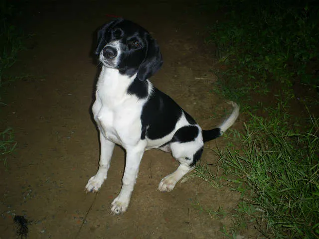 Cachorro ra a SRD idade 7 a 11 meses nome Bia