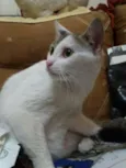Nina