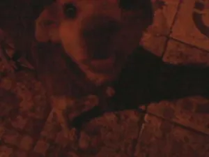 Cachorro raça Desconhecida idade 1 ano nome Linda