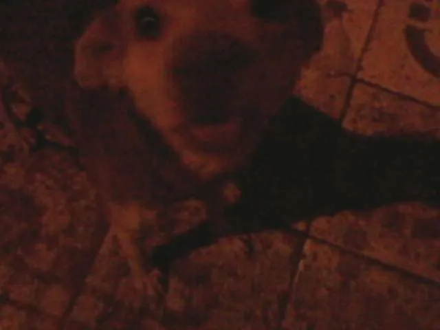Cachorro ra a Desconhecida idade 1 ano nome Linda