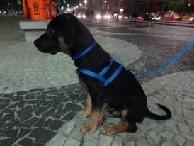 Cachorro raça SRD idade 7 a 11 meses nome Flea