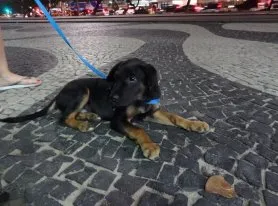 Cachorro raça SRD idade 7 a 11 meses nome Flea