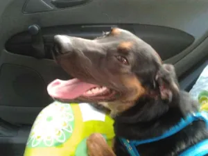 Cachorro raça SRD idade 7 a 11 meses nome Flea
