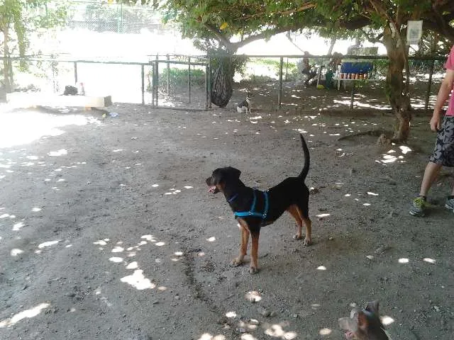 Cachorro raça SRD idade 7 a 11 meses nome Flea