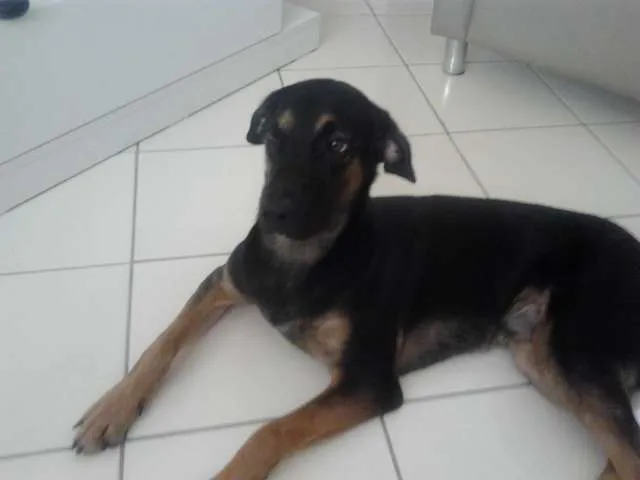 Cachorro raça SRD idade 7 a 11 meses nome Flea