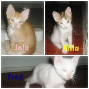 Gato raça  idade Abaixo de 2 meses nome Gatinhos