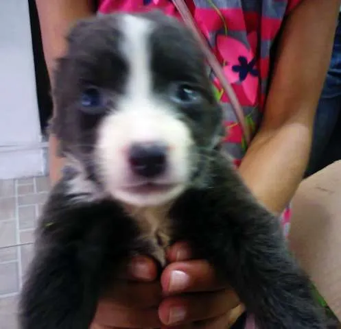 Cachorro raça Border Collie com Viralata idade Abaixo de 2 meses nome Adonis
