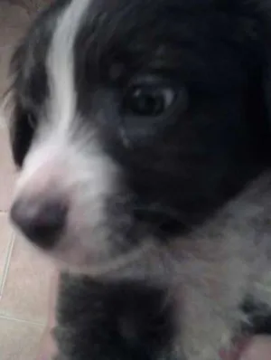 Cachorro raça Border Collie com Viralata idade Abaixo de 2 meses nome Adonis