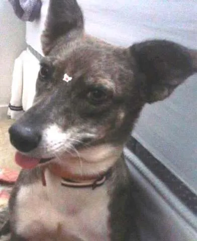 Cachorro raça SRD idade 3 anos nome Neguinha