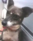 Neguinha