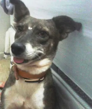 Cachorro raça SRD idade 3 anos nome Neguinha