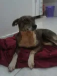 Neguinha