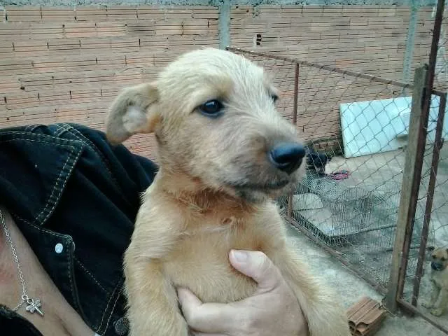 Cachorro ra a SRD idade 2 a 6 meses nome sem nome