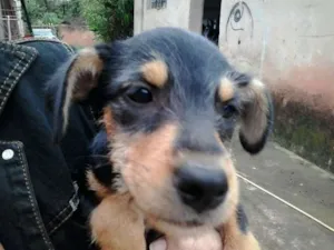 Cachorro raça SRD idade 2 a 6 meses nome sem nome