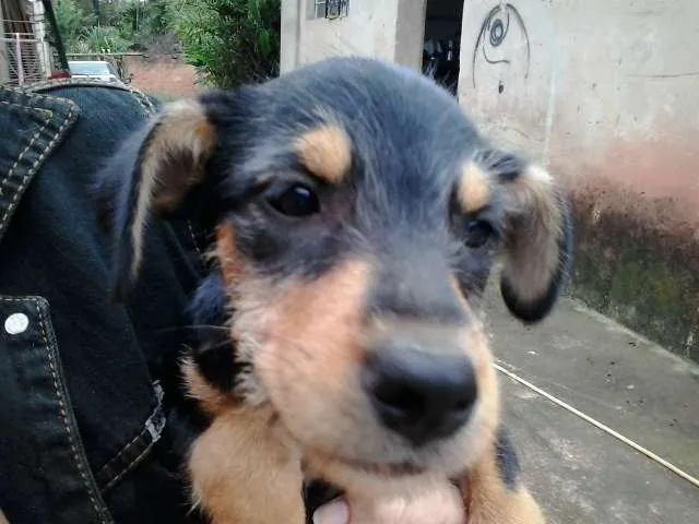 Cachorro ra a SRD idade 2 a 6 meses nome sem nome
