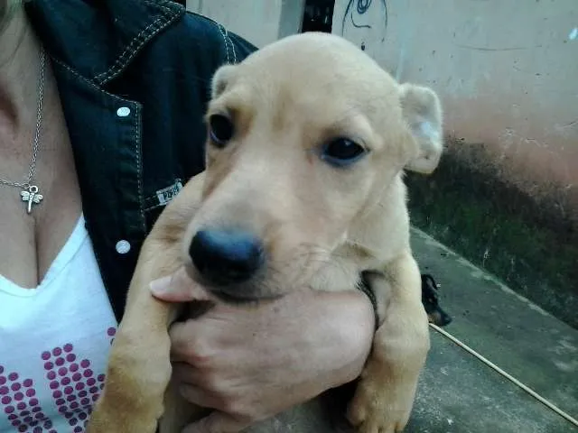 Cachorro ra a SRD idade 2 a 6 meses nome sem nome