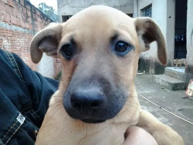 Cachorro ra a SRD idade 2 a 6 meses nome sem nome