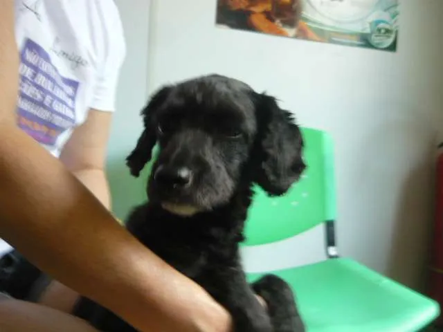 Cachorro ra a Poodle idade 1 ano nome Vivinha