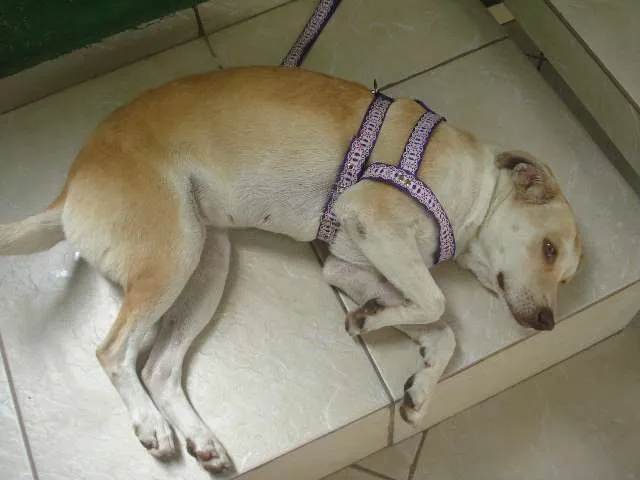 Cachorro ra a SRD idade 3 anos nome Nina