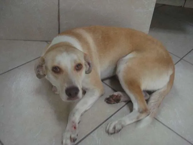 Cachorro ra a SRD idade 3 anos nome Nina