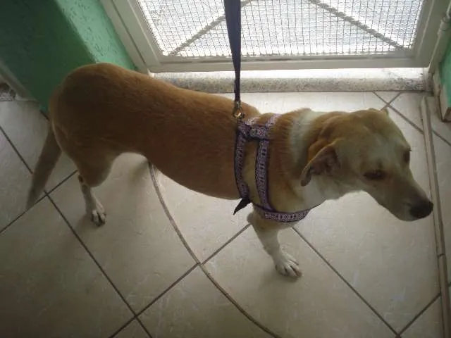 Cachorro ra a SRD idade 3 anos nome Nina