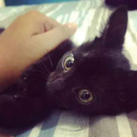 Gato ra a SRD idade Abaixo de 2 meses nome SEM NOME