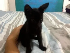 Gato raça SRD idade Abaixo de 2 meses nome SEM NOME