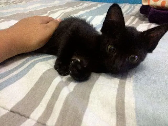 Gato ra a SRD idade Abaixo de 2 meses nome SEM NOME