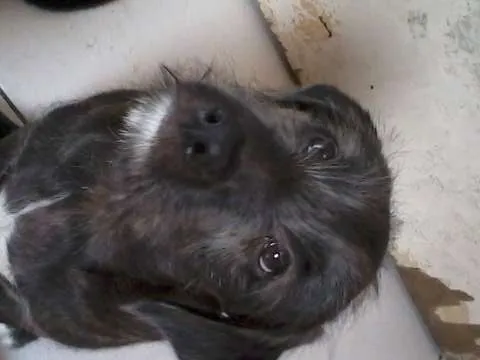 Cachorro ra a vira lata idade 2 a 6 meses nome Mixirica