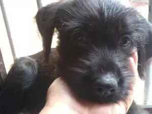 Cachorro raça vira lata idade 2 a 6 meses nome Mixirica