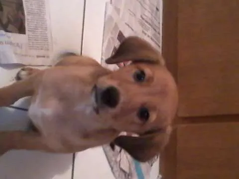 Cachorro ra a vira lata idade 2 a 6 meses nome Mixirica
